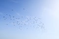 Birds flock pigeons flying sky nature naturalistic