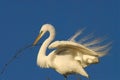 BIRDS- Florida- Close Up of a Great White Egret Building a Nest Against a Clear Sky Royalty Free Stock Photo