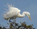 BIRDS- Florida- Close Up of a Great White Egret in Mating Plumage in a Treetop Royalty Free Stock Photo