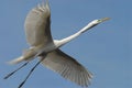 BIRDS- Florida- Close Up of a Great White Egret Stretched Out Across the Sky