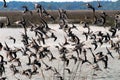 BIRDS- Florida- Close Up of a Large Flock of Willets Taking Off From a Marsh