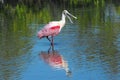 BIRDS- Florida- Close Up of a Pink Roseate Spoonbill With Bill Open, Wading and Reflected in a Lake
