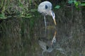 BIRDS- Florida- Close Up of a Wading Beautifully Reflected Great Blue Heron Royalty Free Stock Photo