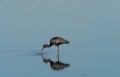 BIRDS- Florida- Close Up of a Wading, Reflected, Beautifully Colorful Glossy Ibis Royalty Free Stock Photo