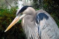 BIRDS- Florida- Extreme Close Up of a Beautifully Colorful Wild Great Blue Heron After a Rain Royalty Free Stock Photo