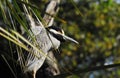 BIRDS- Florida- Extreme Close Up of an Elusive Night Heron Hidden in Palmetto Leaves Royalty Free Stock Photo