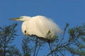 BIRDS- Florida- Extreme Close Up of a Great White Egret Perched Against a Blue Sky Royalty Free Stock Photo