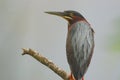 BIRDS- Florida- Extreme Close Up of a Wild Beautifully Colorful Green Heron