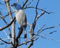 BIRDS- Florida- Extreme Close Up of a Wild Endangered Scrub Jay Perched in a Bare Tree