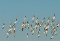 BIRDS- Florida- A Large Flock of Flying Black Skimmers Against a Clear Sky Royalty Free Stock Photo