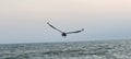 Birds of Florida seagull flying above the ocean Royalty Free Stock Photo