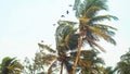 Birds fly around palm trees swaying in the wind Royalty Free Stock Photo