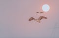 Birds fly on the background with the sun. Royalty Free Stock Photo