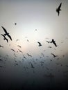 birds fly Royalty Free Stock Photo