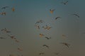 Birds fly in dark blue sky, sunset time, twilight Royalty Free Stock Photo