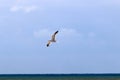 Birds fly high in the sky in Israel Royalty Free Stock Photo