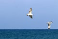 Birds fly high in the sky in Israel Royalty Free Stock Photo