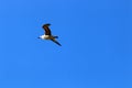 Birds fly high in the sky in Israel Royalty Free Stock Photo