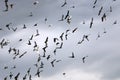Birds fly high in the sky in Israel Royalty Free Stock Photo
