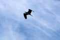 Birds fly high in the sky in Israel Royalty Free Stock Photo