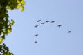 Birds fly by jamb Royalty Free Stock Photo