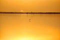 Birds fly over the lake, sunset reflection on the water Royalty Free Stock Photo