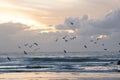 Birds fly over the rough sea at an early sunset Royalty Free Stock Photo