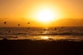 Birds fly over sea during sunset Royalty Free Stock Photo