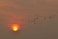 Birds fly in the sky at dusk The sun is about to fall Royalty Free Stock Photo