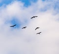 The birds fly south in the sky Royalty Free Stock Photo