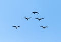 The birds fly south in the sky Royalty Free Stock Photo