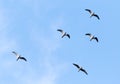 The birds fly south in the sky Royalty Free Stock Photo