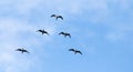 The birds fly south in the sky Royalty Free Stock Photo