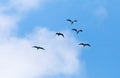 The birds fly south in the sky Royalty Free Stock Photo