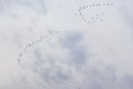 Birds fly to the south Royalty Free Stock Photo