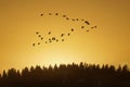 Birds Fly in V Formation following the leader Royalty Free Stock Photo
