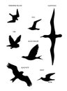 Birds fly. Vector black drawing silhouette image set. Royalty Free Stock Photo