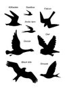 Birds fly. Vector black drawing silhouette image set. Royalty Free Stock Photo