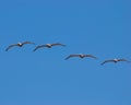 Birds flying Royalty Free Stock Photo