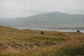 birds flying above grassy shore of fjord