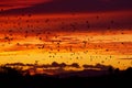 Birds Flying Across Fiercy Sky At Sunset Royalty Free Stock Photo