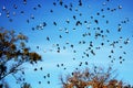 Birds flying against blue sky Royalty Free Stock Photo