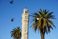 Birds flying around Izmir clock tower at sunset (Turkey) - pigeon in motion. Royalty Free Stock Photo