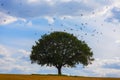 Birds Flying Around an Oak Tree Royalty Free Stock Photo