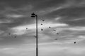 Birds flying around a street lamp black white sunset Royalty Free Stock Photo