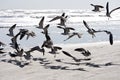 Birds flying at the beach Royalty Free Stock Photo