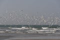 Birds flying on the beach Royalty Free Stock Photo