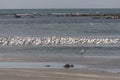 Birds flying on the beach Royalty Free Stock Photo