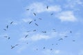 Birds Flying at Blue Sky Santa Elena Ecuador Royalty Free Stock Photo