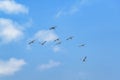 Birds Flying at Blue Sky Santa Elena Ecuador Royalty Free Stock Photo